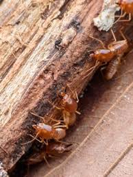 Facts About Who Is Termite Control Uncovered