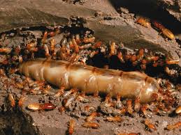 Termite Control Procedure Fundamentals Explained