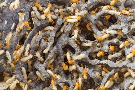 Is Termite Control Necessary - An Overview