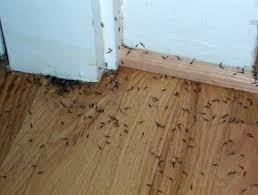 All About Termite Control Contracts