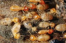 The Buzz on Termite Control Using Neem Tree