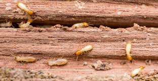 Some Known Details About Termite Control Research 