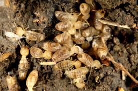 Facts About Termite Free Naturally Pest Termite & Pest Control Adelaide Revealed