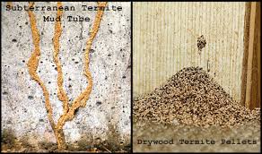 About Termite Control Using Neem Tree