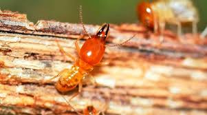 The smart Trick of Osheas Termite & Pest Control Adelaide That Nobody is Discussing