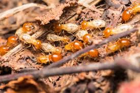 Fascination About Lawlor Termite & Pest Control Adelaide