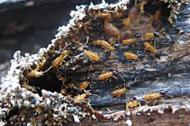 How Termite Control Methods At Home can Save You Time, Stress, and Money.