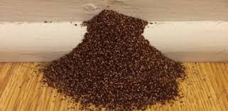 The Greatest Guide To Termite Control Review