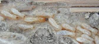 The Buzz on Quality Termite Control