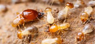 Termite Control Medicine for Dummies