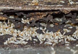 How Termite Control Bait can Save You Time, Stress, and Money.