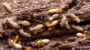 Termite Control For Home Things To Know Before You Get This