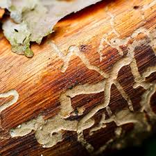 What Does Adelaide Termite & Pest Control Do?