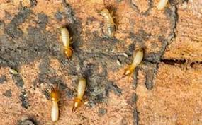 All About Termite Control Procedure