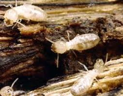 The Only Guide for What Is Termite Pest Control