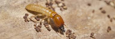 Get This Report about Termite Free Naturally Pest Termite & Pest Control Adelaide