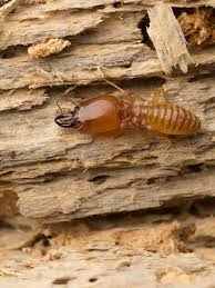 Some Known Details About Termite Control In My Area 