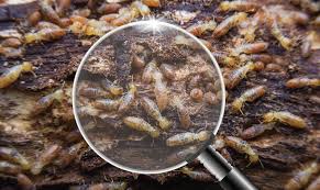 Some Of Completepest Termite & Pest Control Adelaide