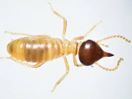 Some Ideas on Termite Control Using Borax You Should Know