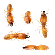 Facts About Termite Control Techniques Uncovered