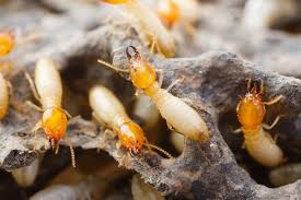 All about Termite Control Specialists