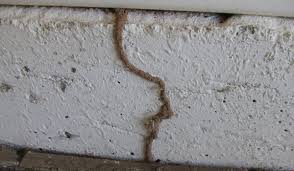 Some Known Factual Statements About How Much Does Termite Control Cost 