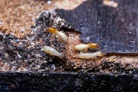 The Ultimate Guide To Termite Control New Construction