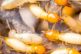 Termite Control Methods At Home for Dummies