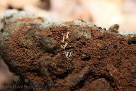 The Greatest Guide To Termite Termite & Pest Control Adelaide