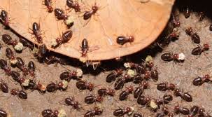 The 7-Minute Rule for Termite Free Naturally Pest Termite & Pest Control Adelaide