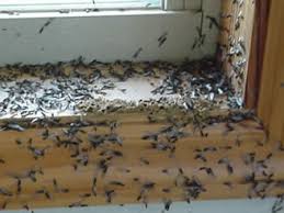 Little Known Questions About Termite Control New Construction.