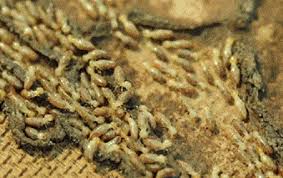 The Greatest Guide To Termite Control Procedure