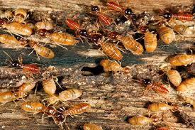 See This Report about Termite Control Research