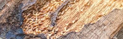 What Does Termite Control Day Do?