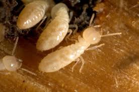 Little Known Facts About Termite Control Methods.