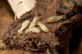 The 45-Second Trick For Termite Control Review