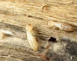 All About Deterant Termite & Pest Control Adelaide