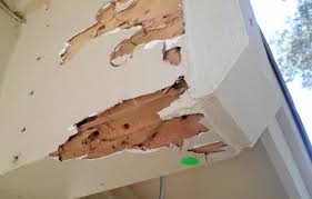 Unknown Facts About Termite Control Application